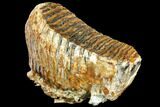 Fossil Woolly Mammoth Lower M Molar - North Sea Deposits #149766-5